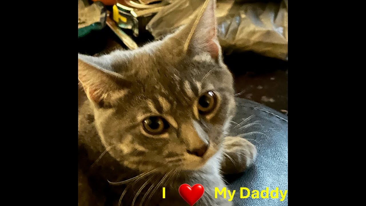 1 Year Old Tokebelly Kitten Hugs His Daddy Everyday After Work