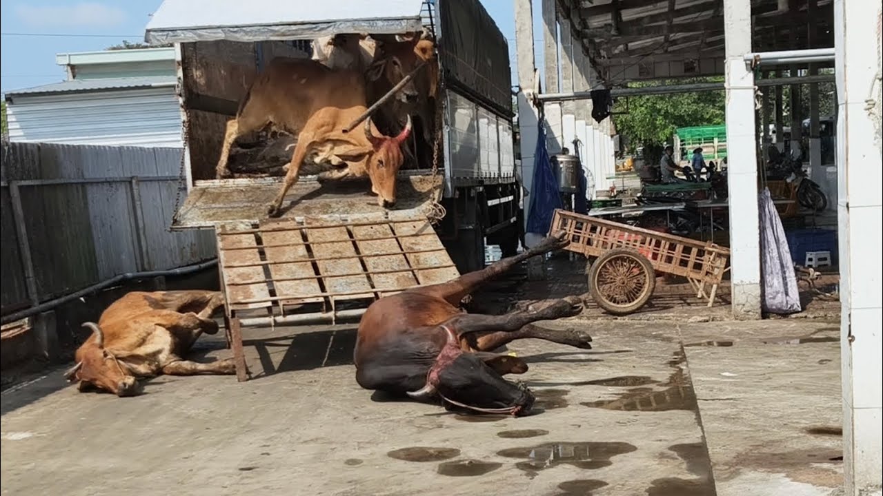 Cầu xuống bị lệch làm bò té thật tội nghiệp 