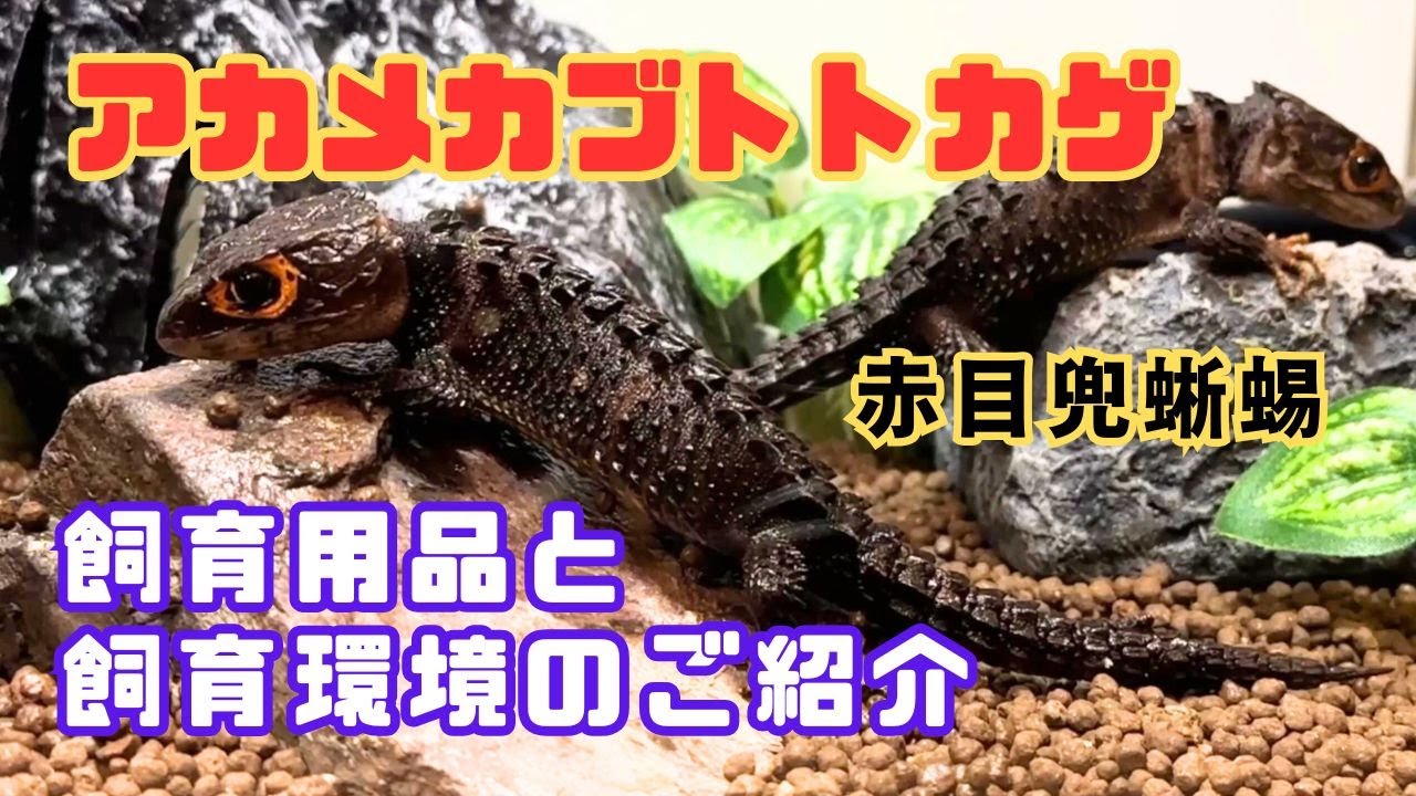 アカメカブトトカゲの飼い方・飼育用品・飼育環境・エサについてまとめました