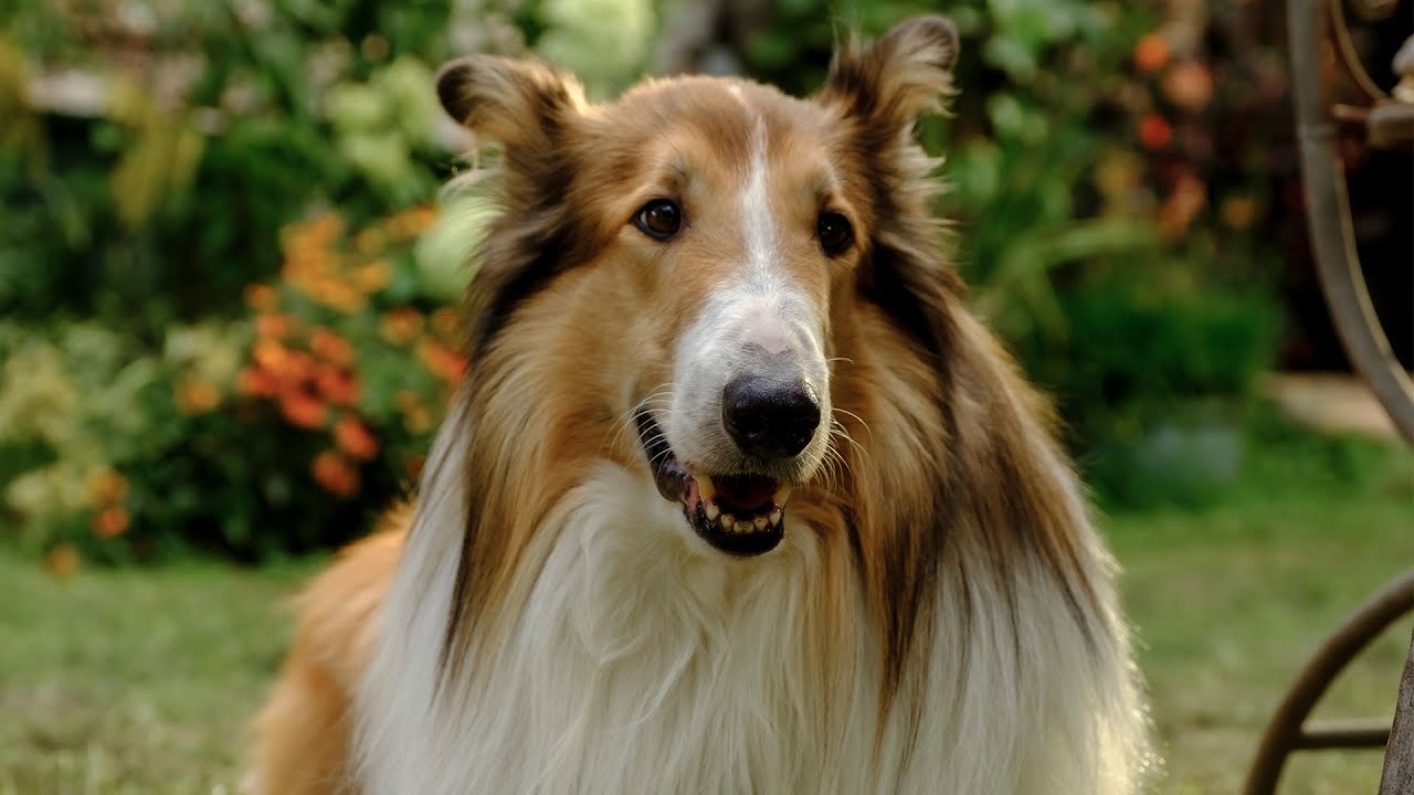 Lassie: A New Adventure Trailer (2024) | Out Now on Digital