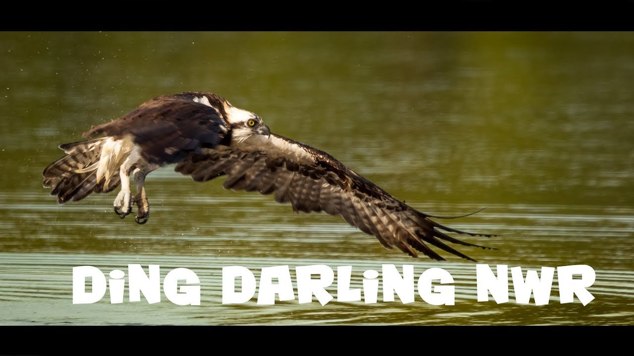 Wildlife and bird photography at JN Ding Darling National Wildlife Refuge, Florida