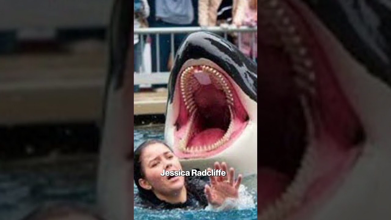 Was Orca trainer Jessica Radcliffe really killed by a killer whale? The truth about the viral story