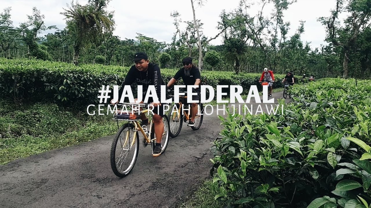JAJALFEDERAL || SUSUR KEBUN TEH SEMUGIH