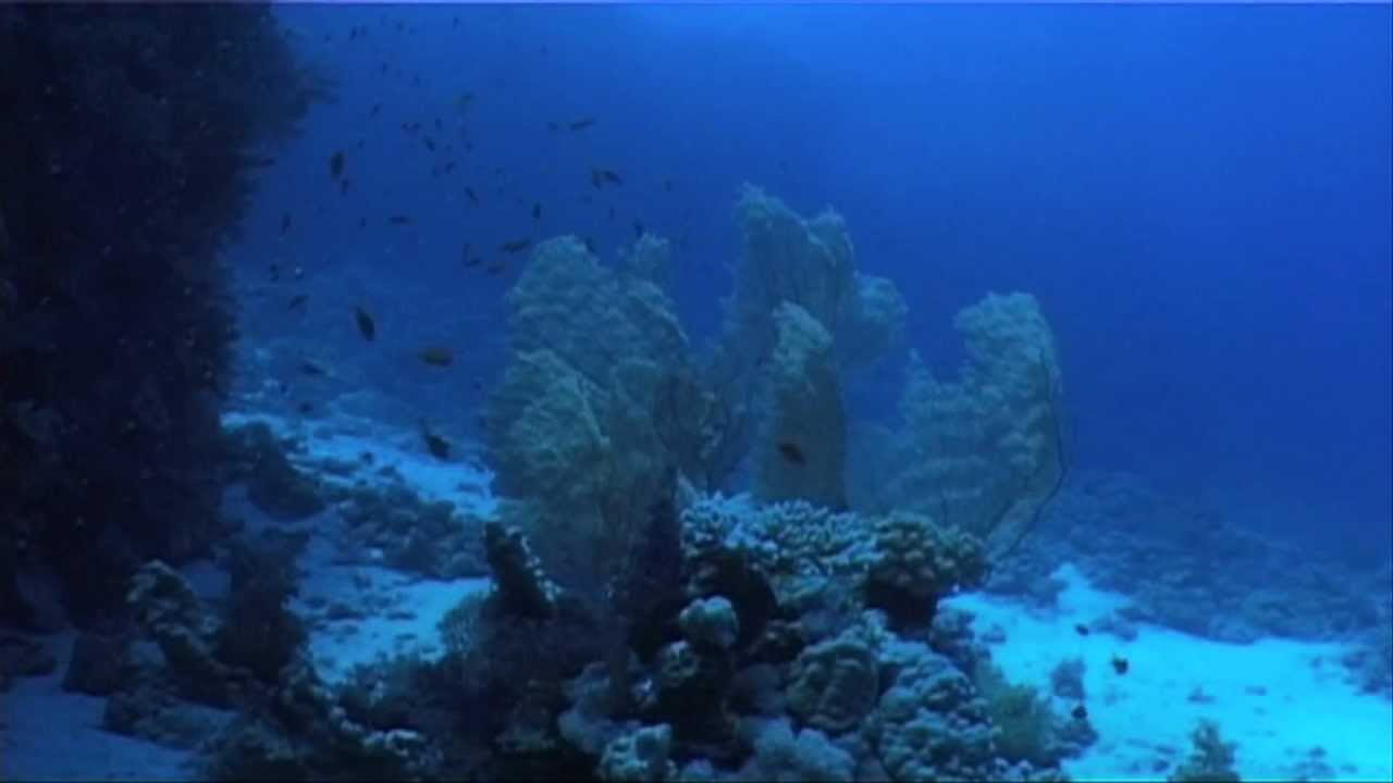 Careless Reef - Marsa Abu Galawa