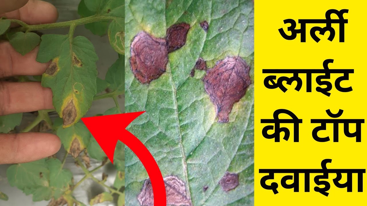 अर्ली ब्लाईट की टॅाप दवाईया । Early Blight
