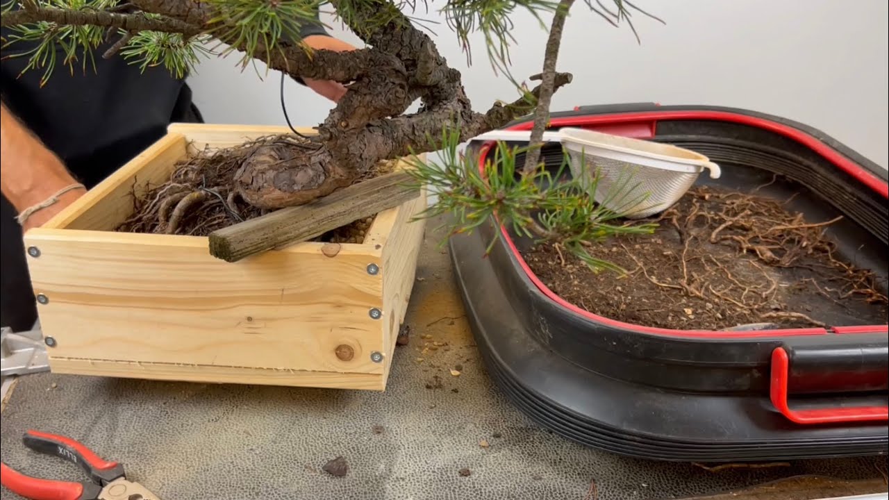 Wooden Box and repot the 2nd Pinus Mugo