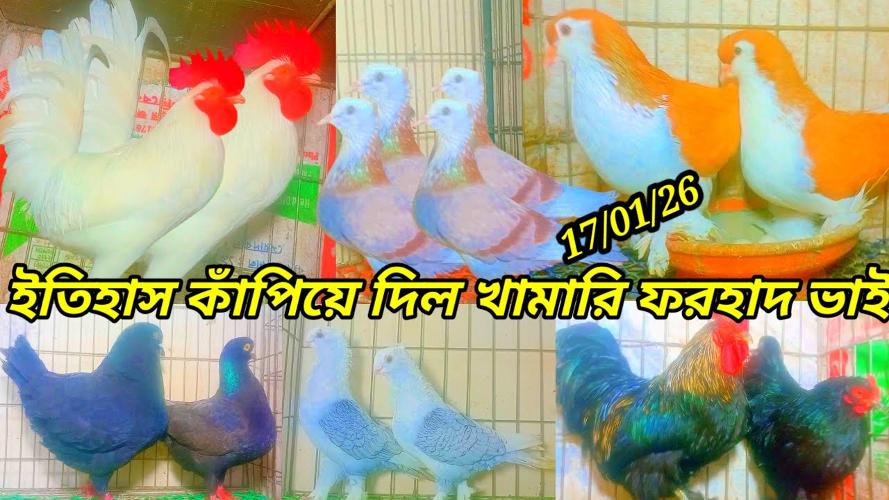 ইতিহাস কাঁপিয়ে দিল খামারি ফরহাদ ভাই