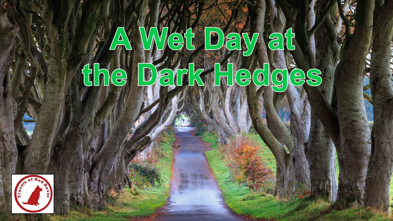 A Wet Day at the Dark Hedges, Northern Ireland #landscapephotography #northernireland #travel