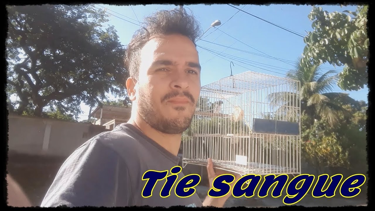 temporada de canto do tie sangue (Ramphocelus bresilius)