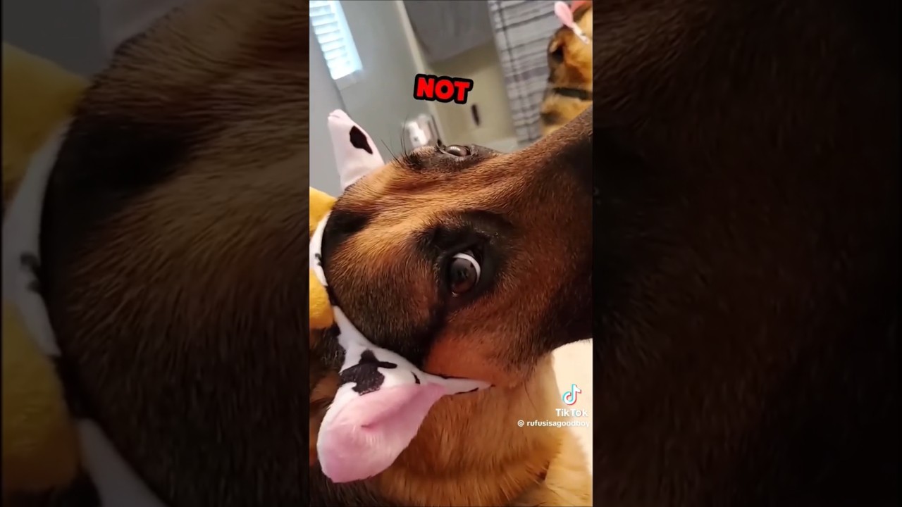 Ultimate German Shepherd Compilation!