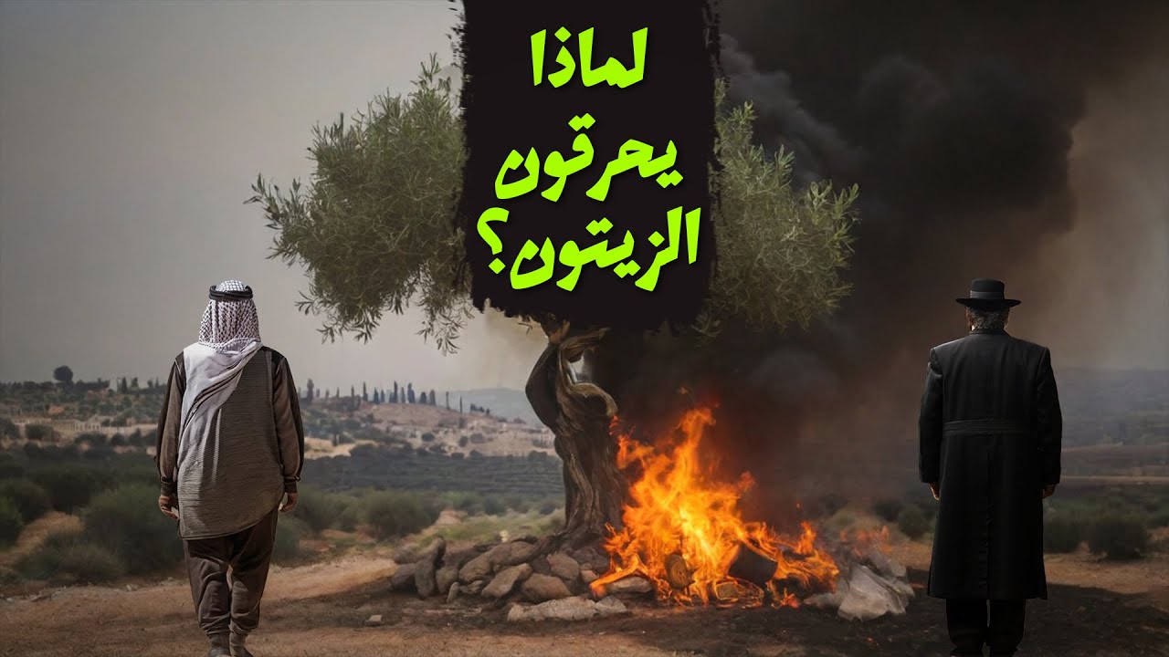 ليه اسراىئل بتخاف من شجر الزيتون؟