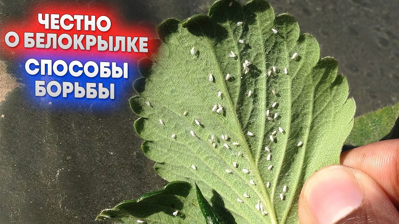 Честно о белокрылке   способы борьбы
