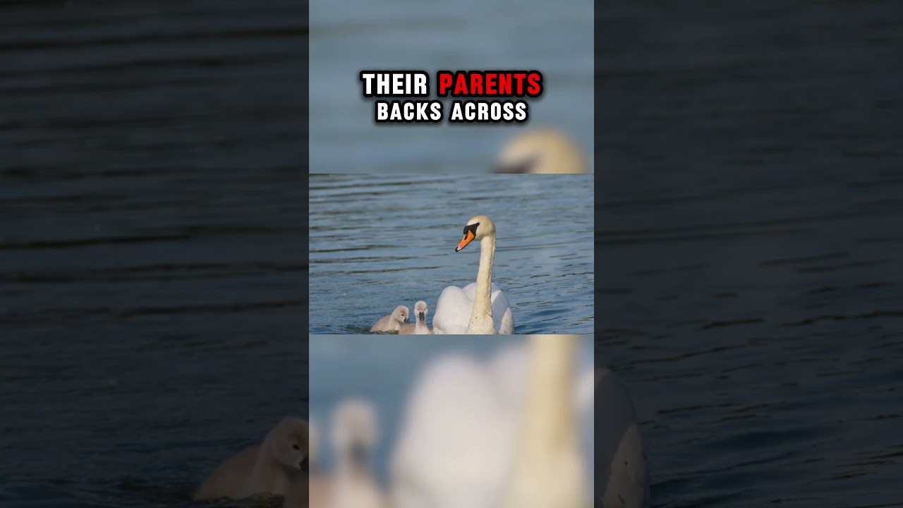 Top Ten Animals with the Best Parenting Skills: Swans