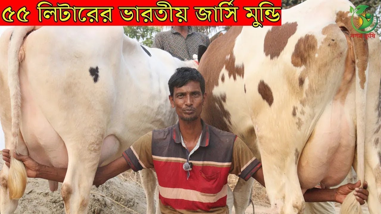 ১ লিটার দুধকম হলে ২০ হাজার টাকা কম ! আতাউল কাকার বিগ বিগ সাইজের  জার্সি মুন্ডি গাভী কিনুন krishi tv