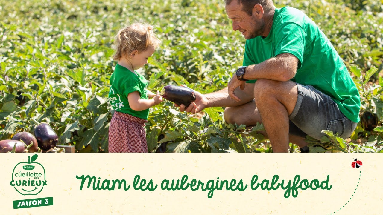 Les aubergines produites chez Alain Mounier -&nbsp;La Cueillette des curieux 2020