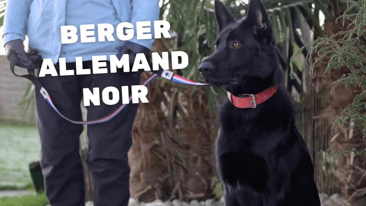 Berger Allemand Noir traumatisé par un chien lorsqu'il était chiot !