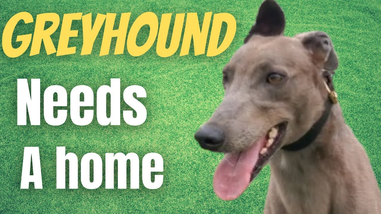 Greyhound looking for his forever home.
