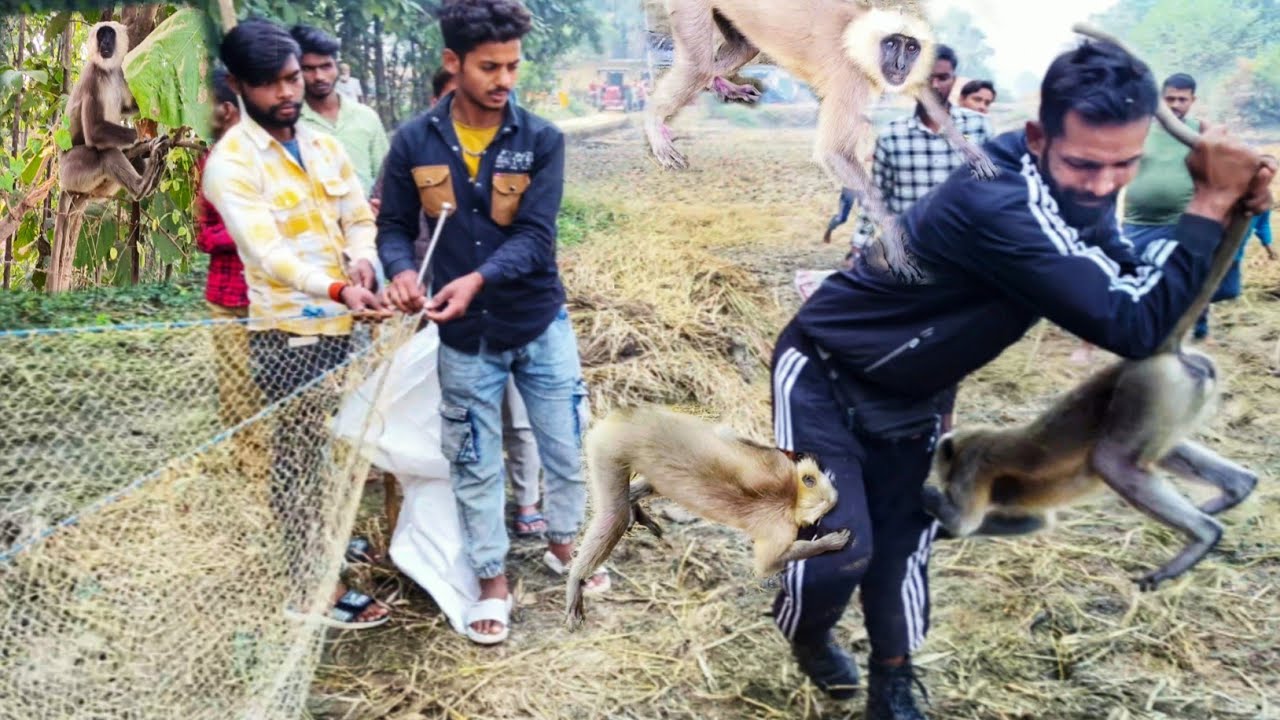 आदमखोर बंदरों 🐒 के बीच धीरे मोहित कश्यप//बंदरों 🐒ने मिलकर काटा कमरे में हुआ रिकॉर्ड