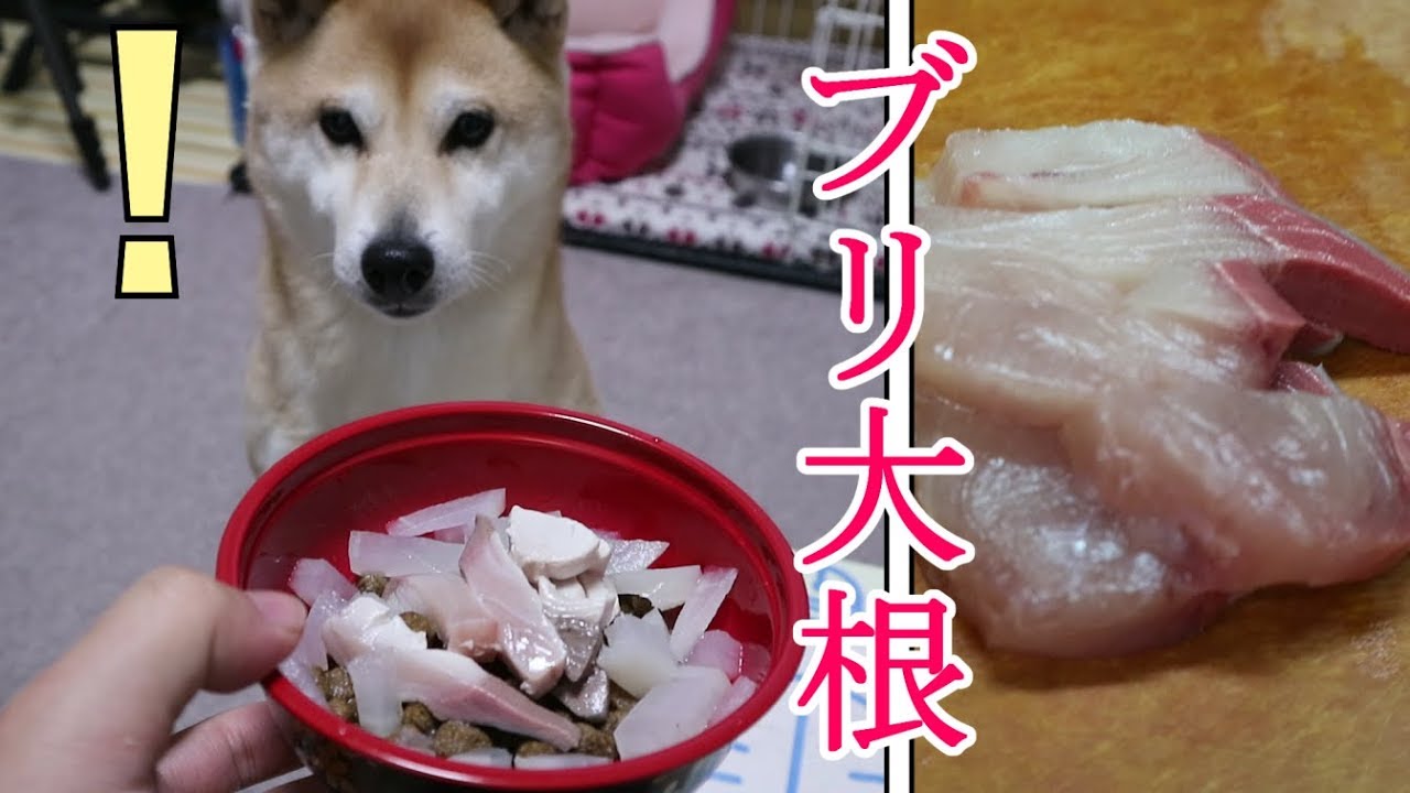 柴犬小春　今が旬！ぶり【鰤】に催促全開！Amberjack