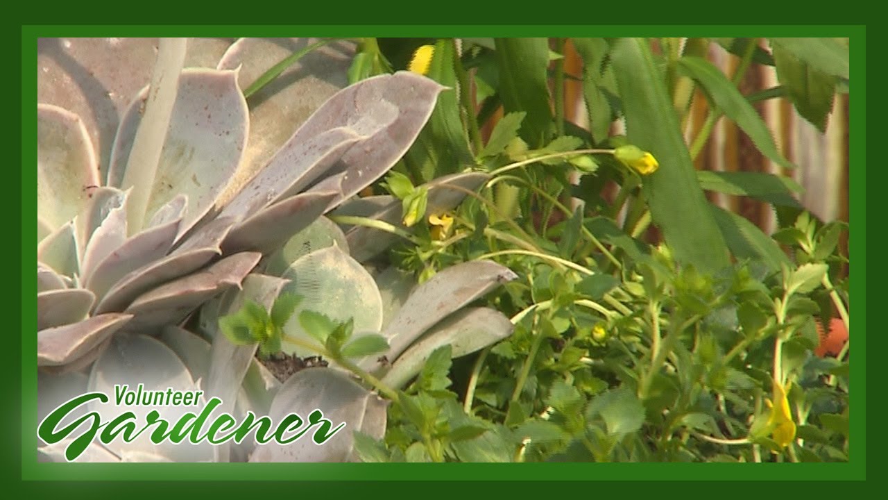 Containers featuring succulents | Volunteer Gardener