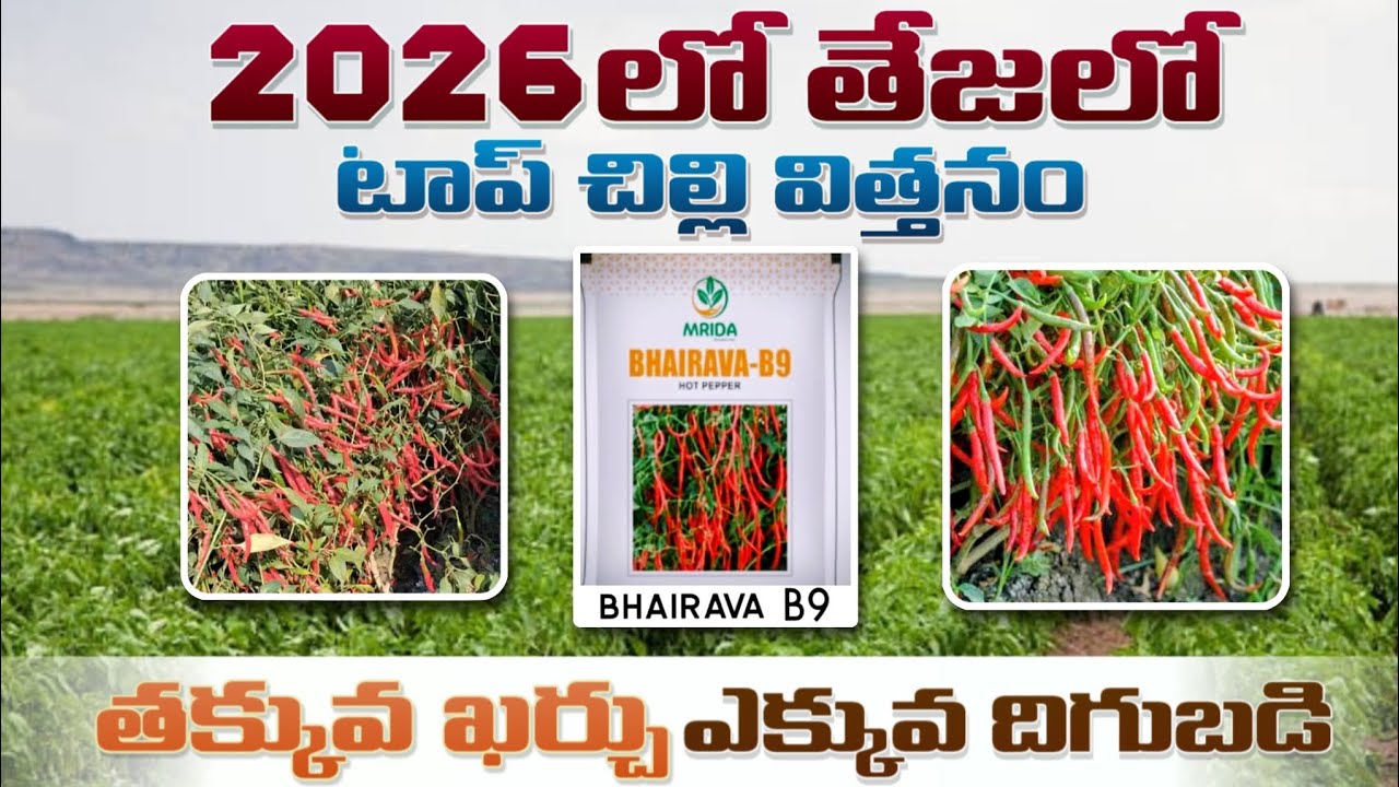 అధిక దిగుబడినిచ్చే సరికొత్త తేజ రకం 'బైరవ B9' | Best Teja Chilli Seeds for 2026 Season
