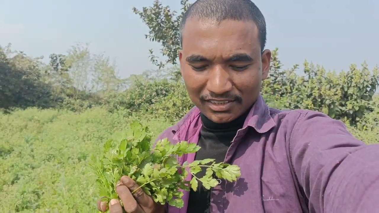 Tomato 🍅 Lane Ja Rahe Hai Khet Se 