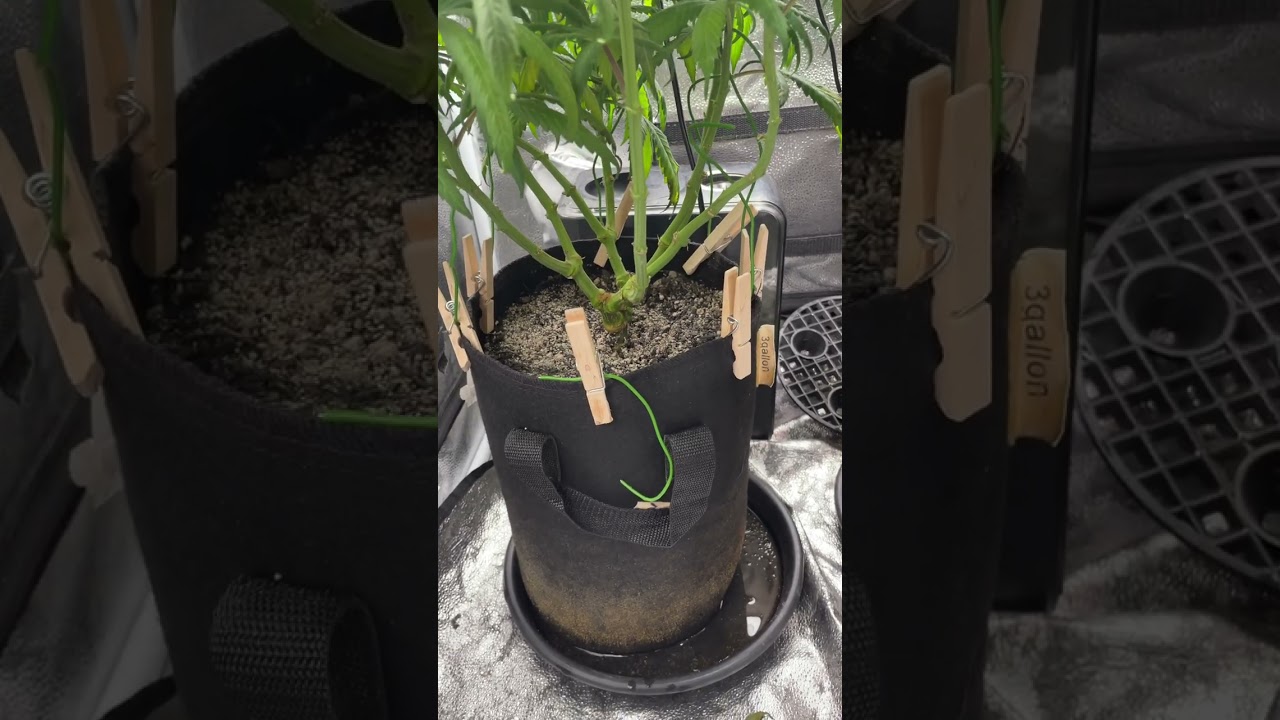 Ethos genetics week 5 flower Potg and ww from seed to harvest