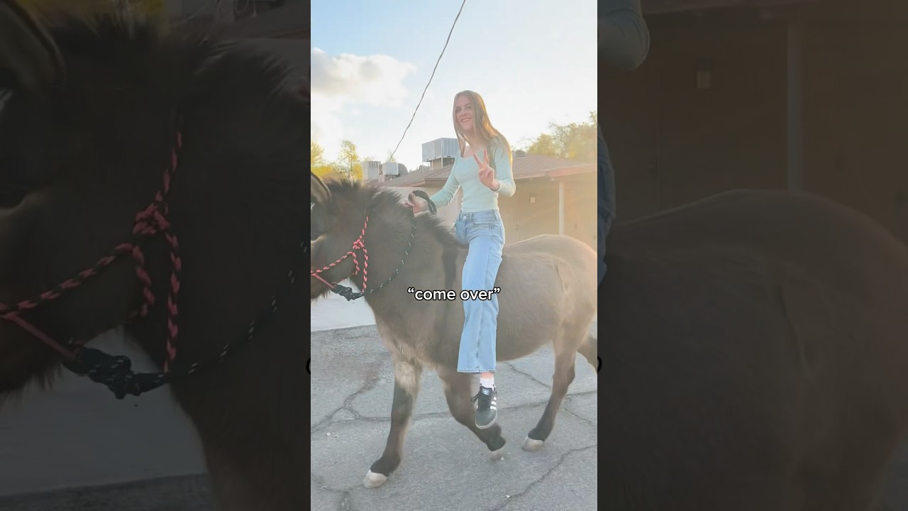 omw #horseriding #muleriding #mule #westernstyle #funny