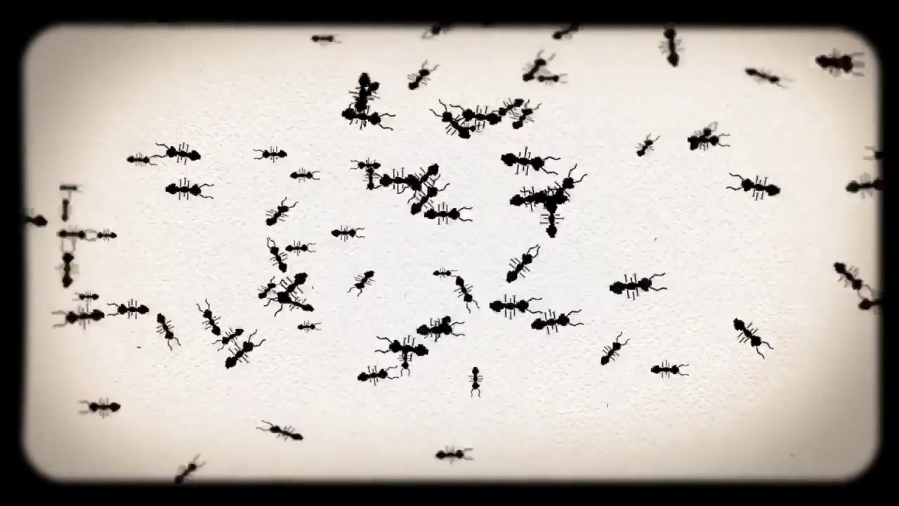 Angelfish Decay &ndash; Go Somewhere