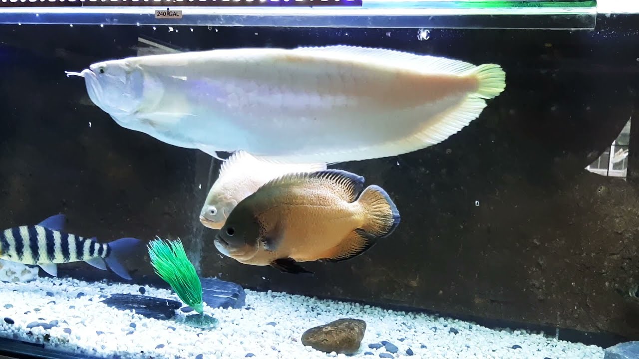Arowana giants big move to 10,000 gal pond!!! Golden, albino and silvers...