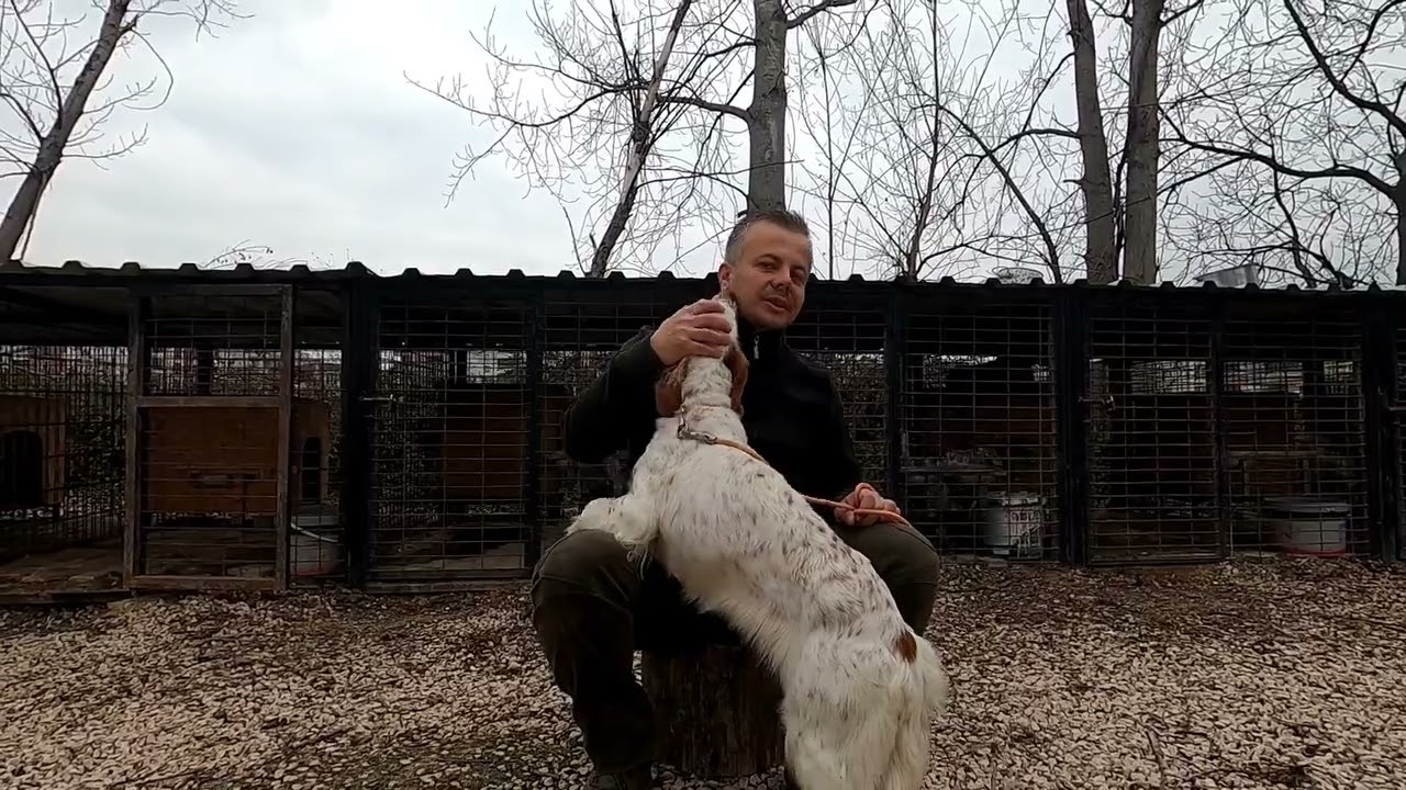 Av köpeği hediye
