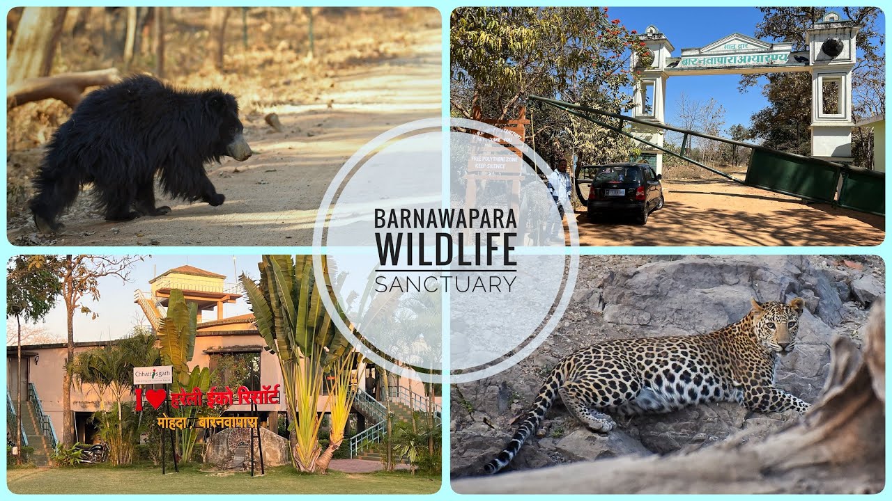 Barnawapara Wildlife Sanctuary | बारनवापारा वन्यजीव अभयारण्य | Leopard | Sloth Bear | Jungle Safari