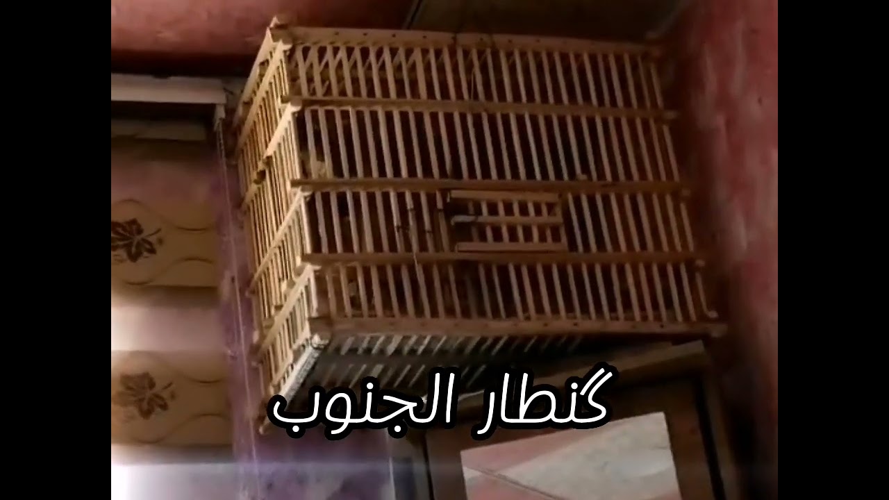 بلابيل الفاو #بلابل #البصره  حلالنه السابق