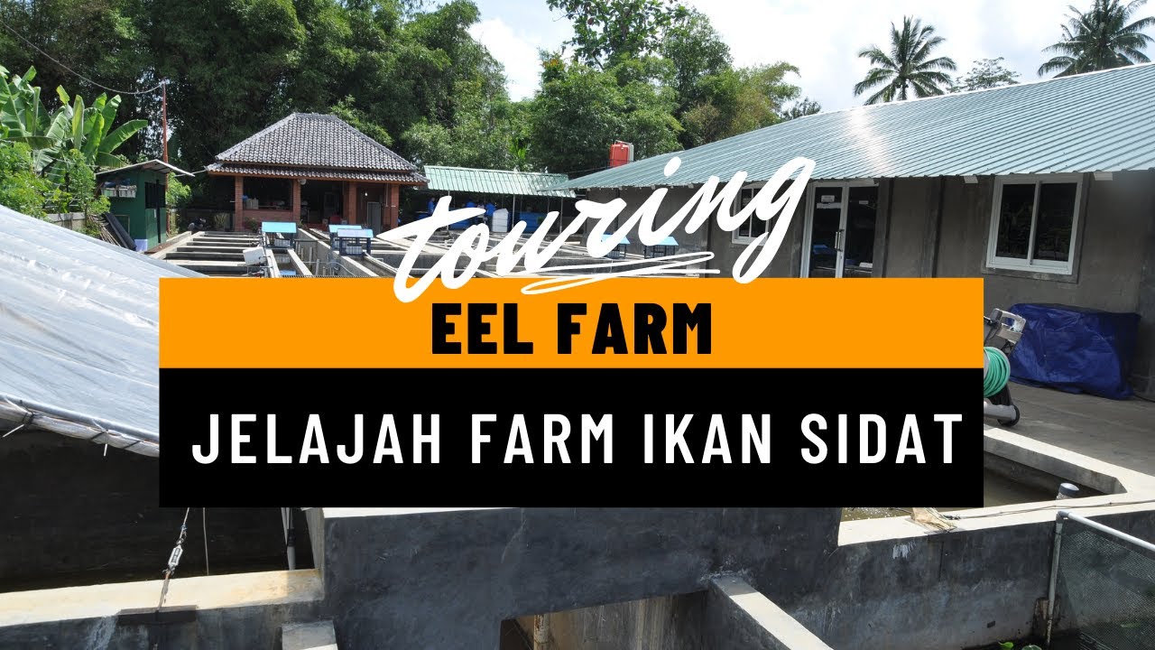 Farm Tour | Jelajah Isi Farm Ikan Sidat di Indonesia
