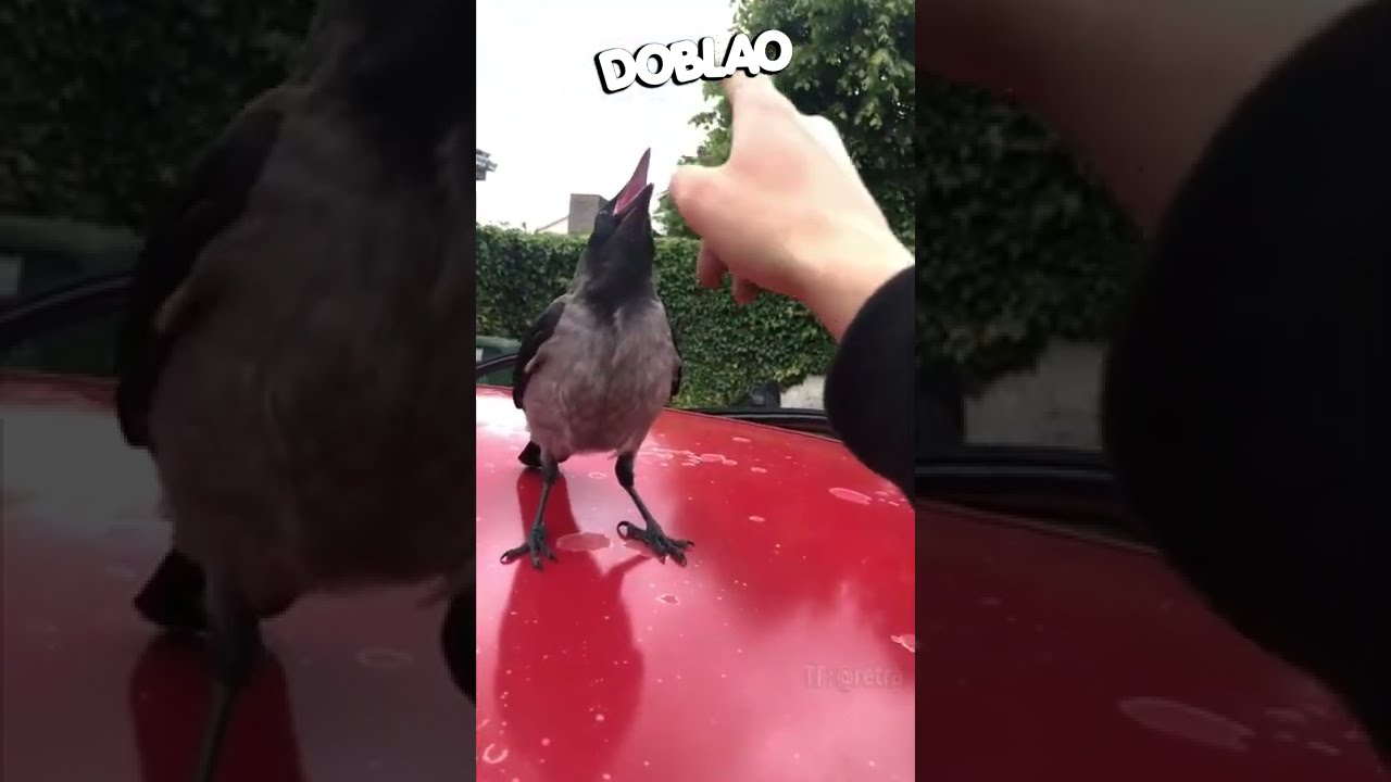 P&aacute;jaro Cag&oacute;n | #DOBLAO