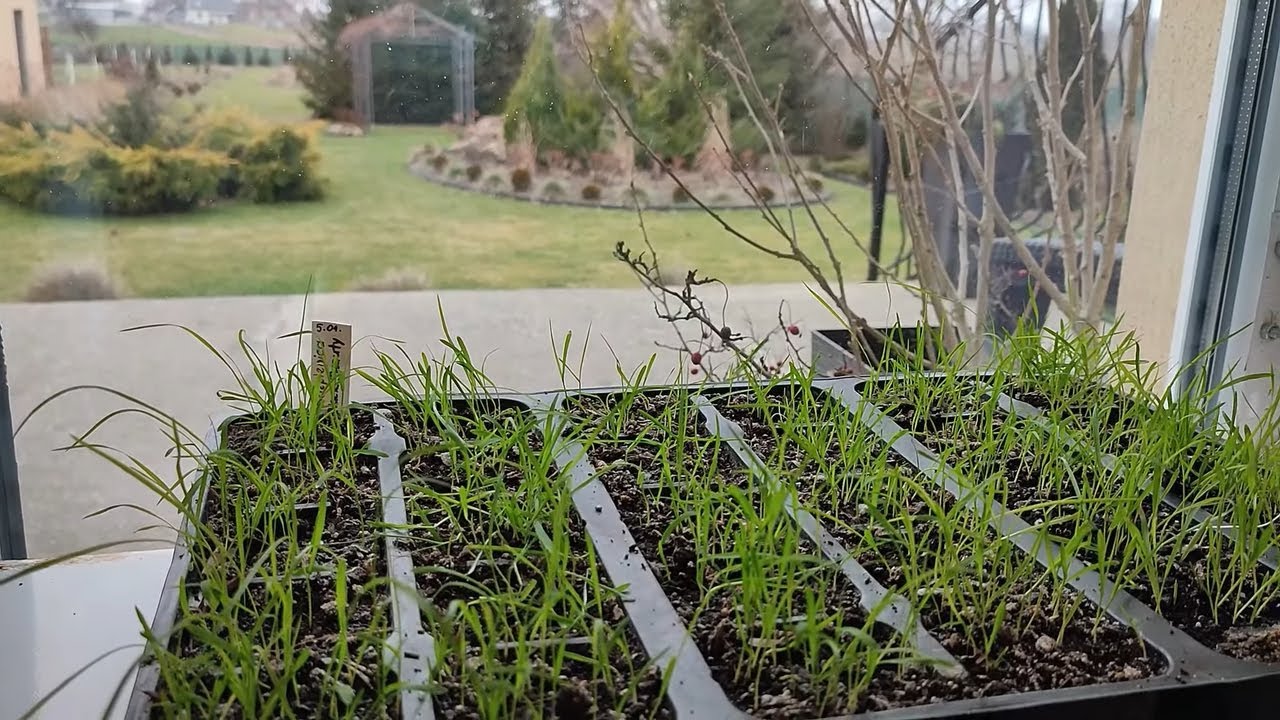 Wysiewy 2023🌱🌱🌱 Byliny,Orlaya i inne. Testuję wysiew butelkowy