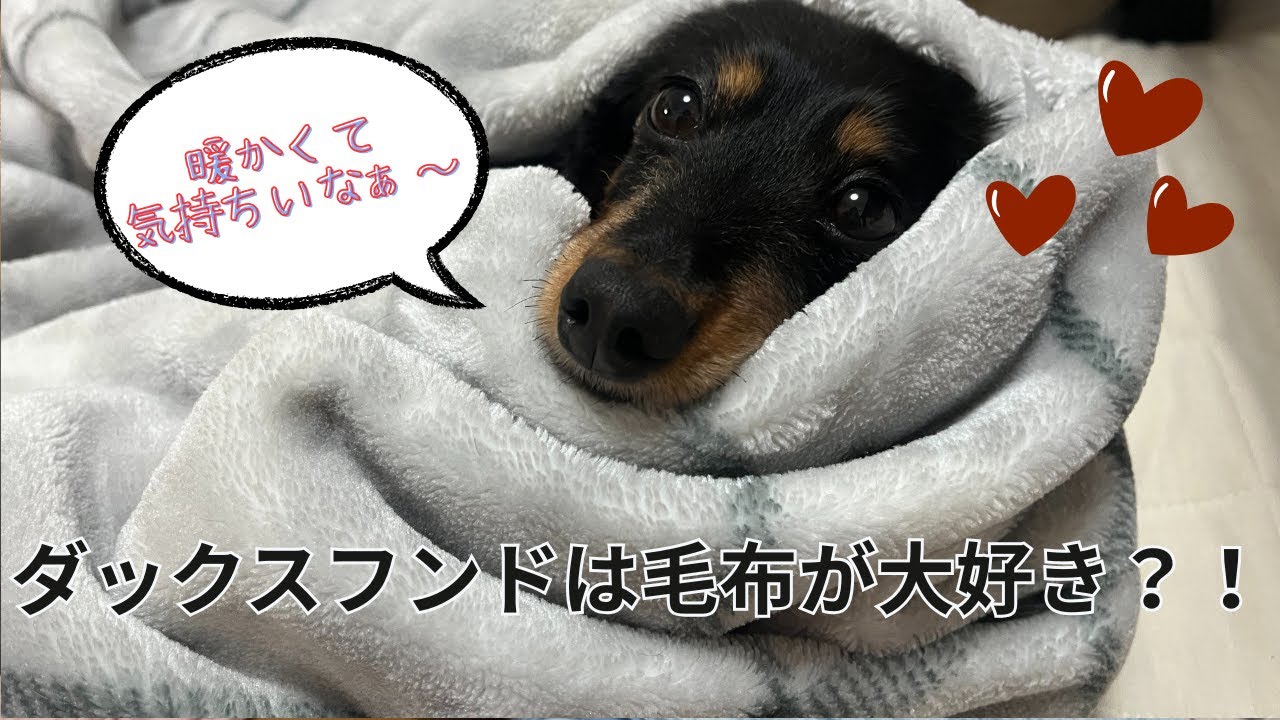 ダックスフンドは毛布が大好き！