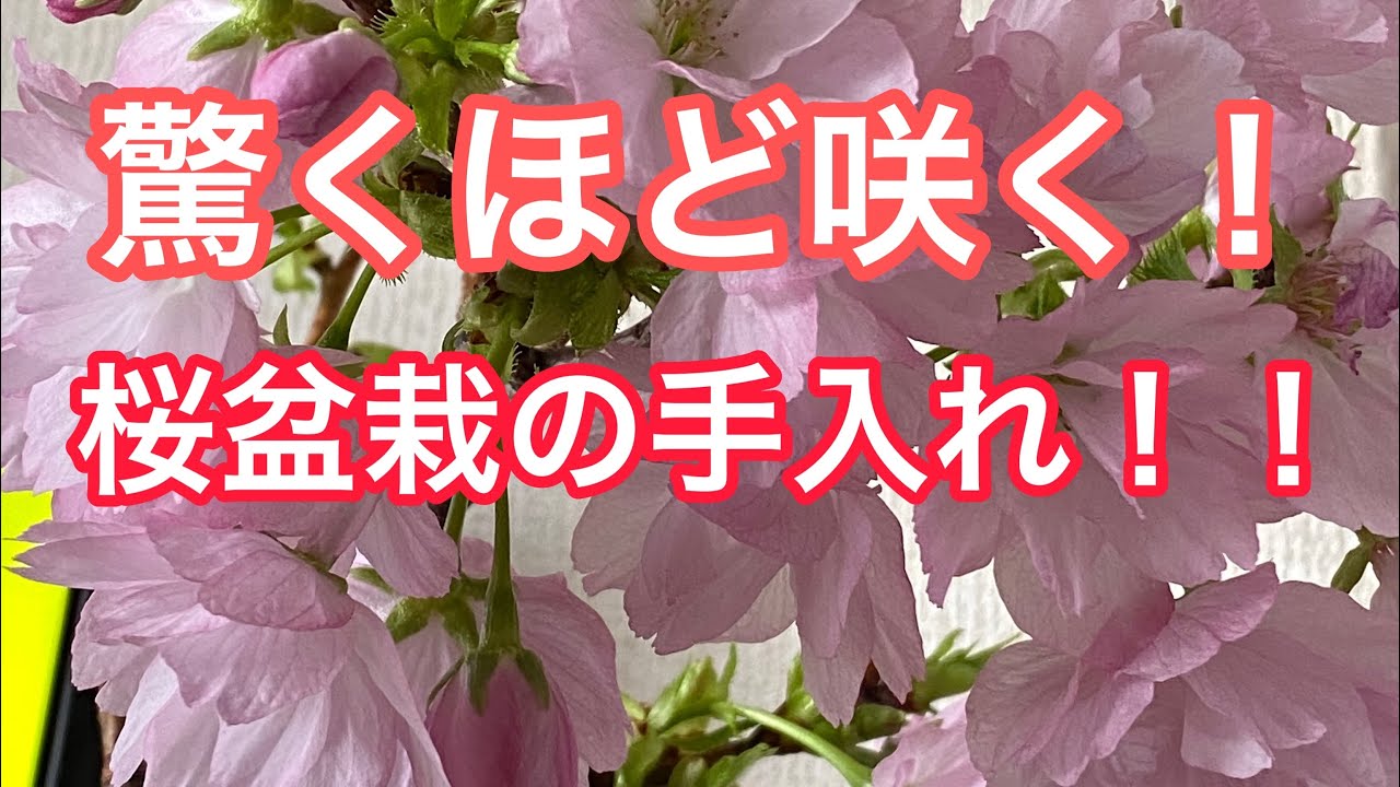 桜盆栽🌸来年さらに花を咲かせる花後の手入れ！