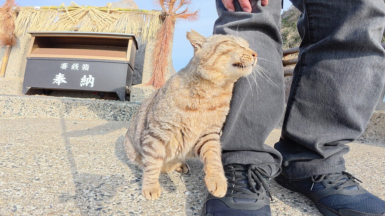 В приморском святилище полосатая кошка потерлась щекой о ногу человека.