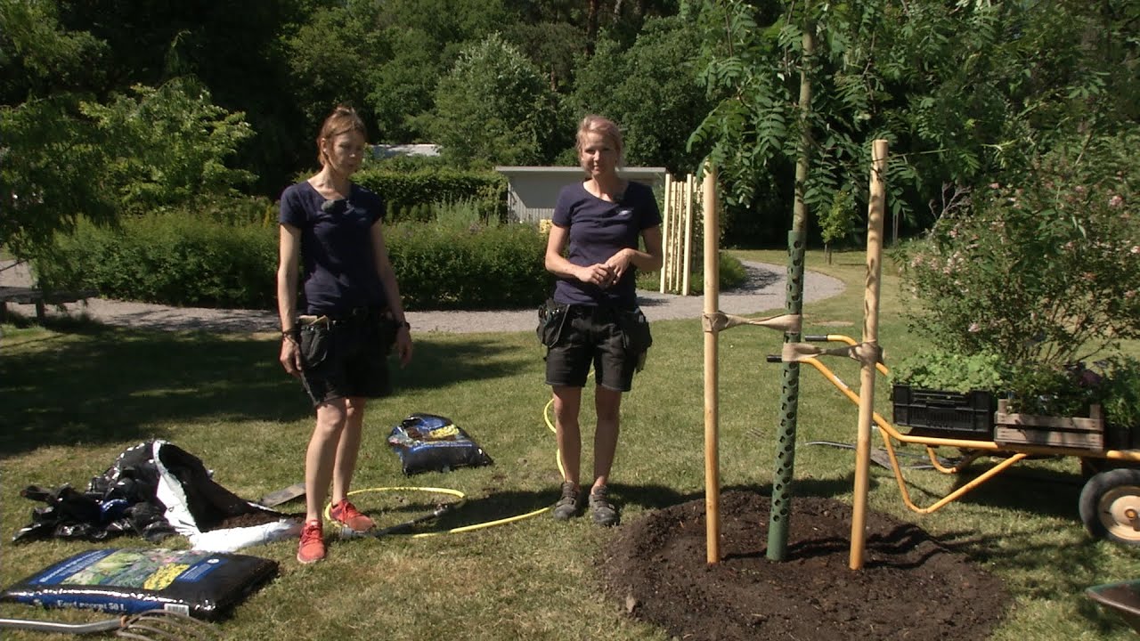 Trädplantering