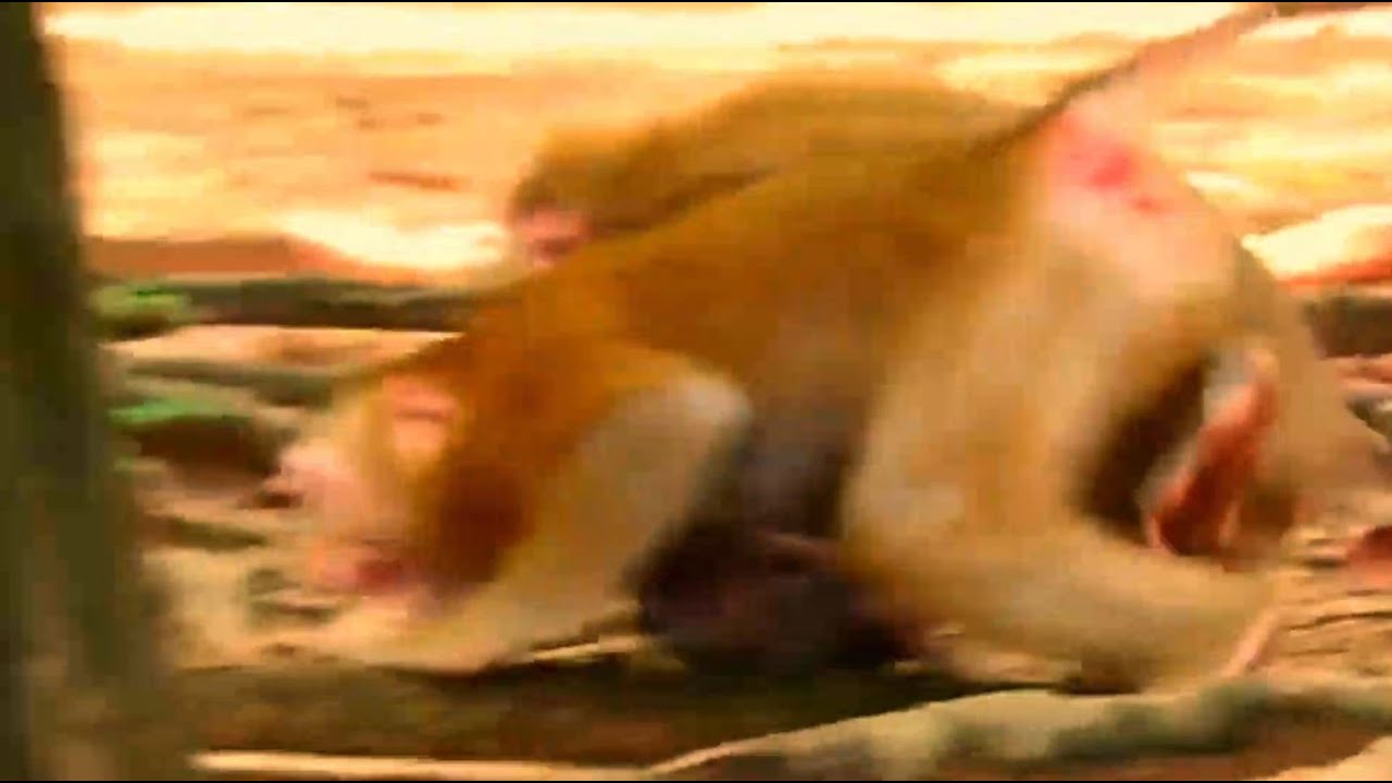 Oh, Really good job Libby attacking Luna monkey to get BB Rainbow back. Luna kidnapping BB Rainbow.