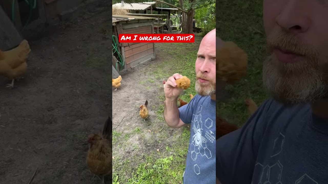 Как не пускать кур в сад. #куры #сад