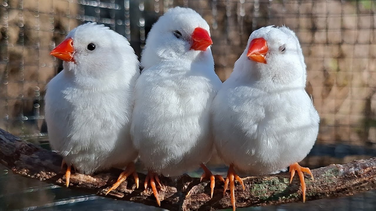 A small white zebra finch sings beautifully, its feathers fluffy all over as it sings in winter.