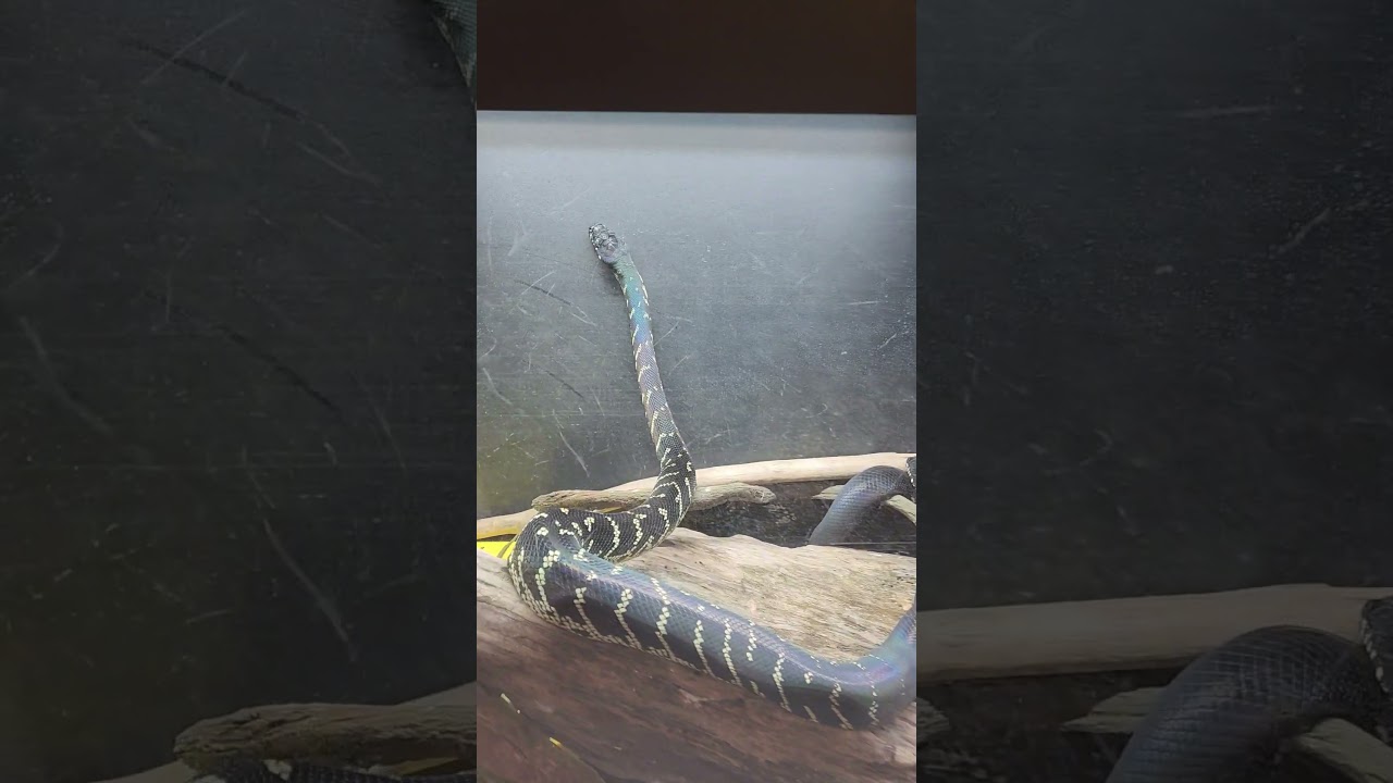 Checking out some of the animals at KINOVA!!! 