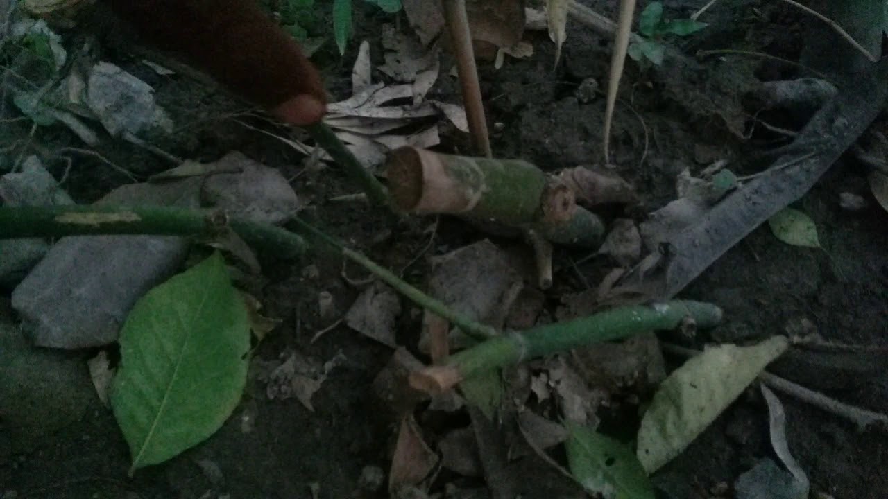 Bamboo culture part 2