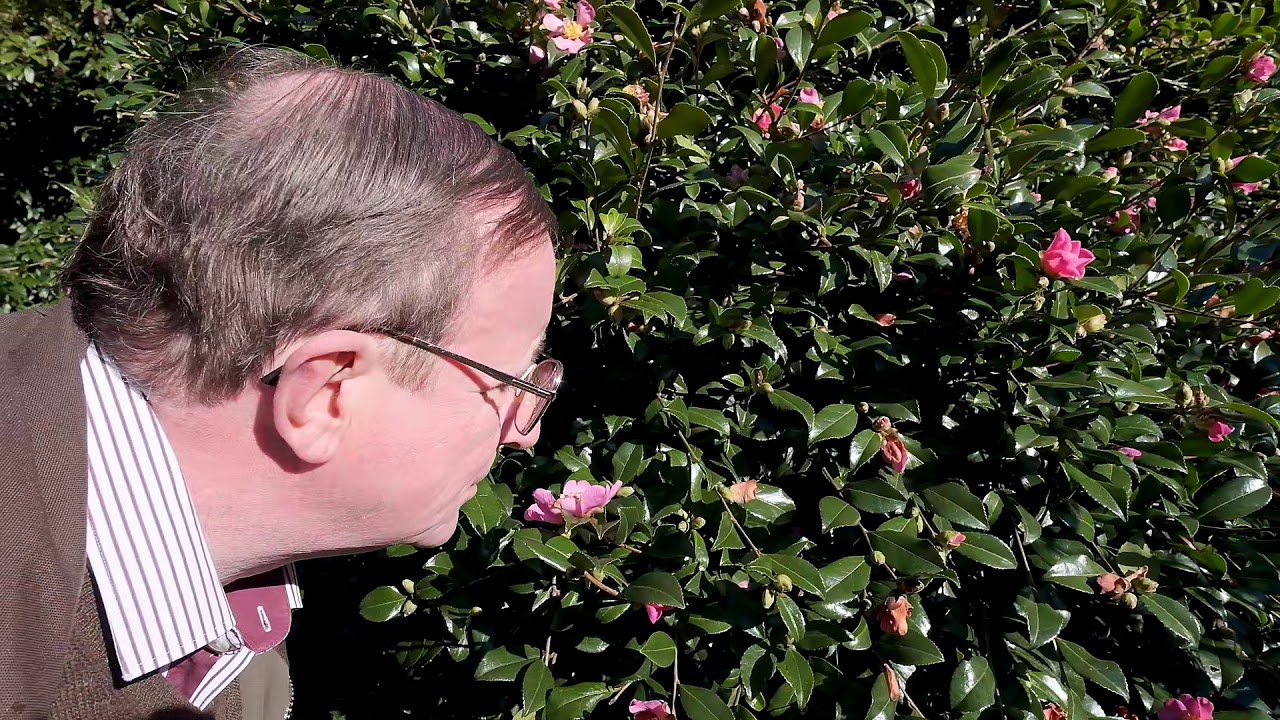 Autumn flowering camellias - Caerhays Estate