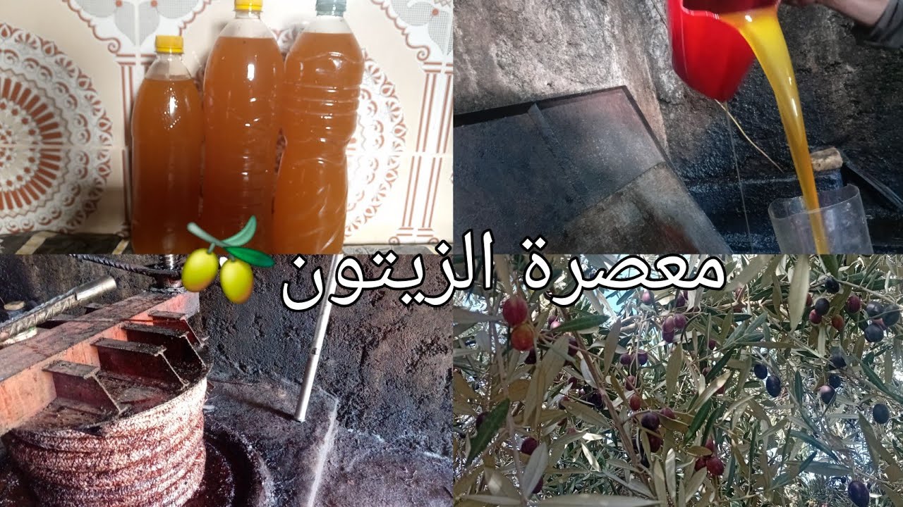 مراحل عصر الزيتون🫒بالمعاصر التقليدية How to squeeze olives؟