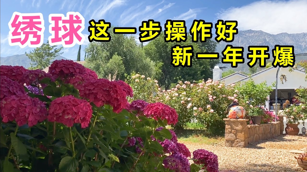 绣球这样修剪来年开爆！其实很多人都剪错了！ （园艺篇180）