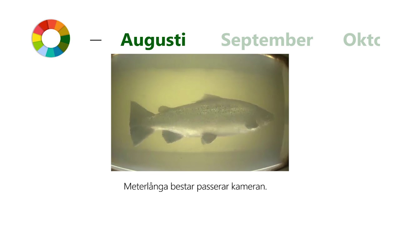 Vad händer i Nybroån under årets olika månader?