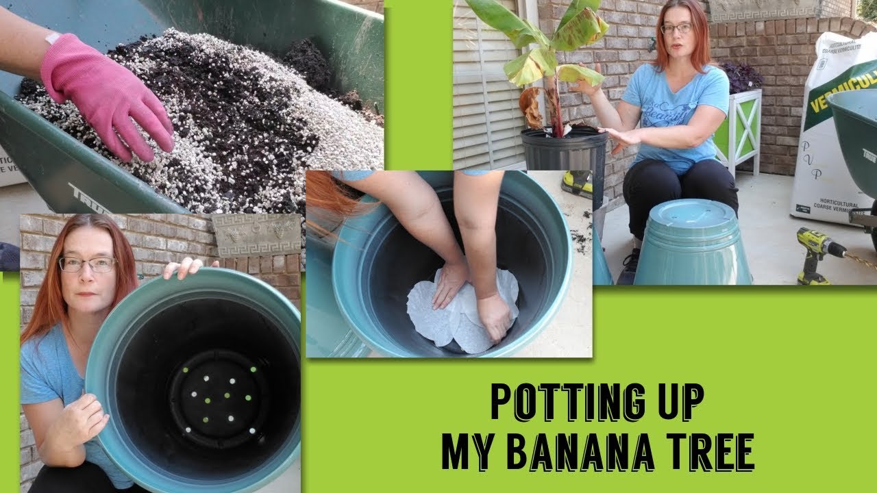 Potting Up My Banana Tree